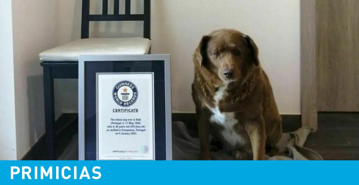 Bobi, o cachorro mais velho do mundo, morre aos 31 anos